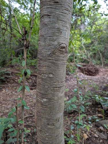 Mitragyna parvifolia, photograph 3