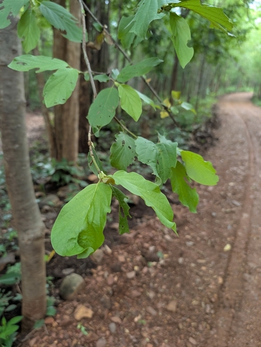 Mitragyna parvifolia, photograph 4