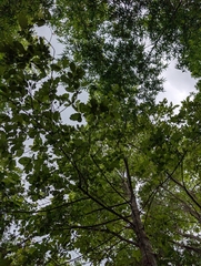 Mitragyna parvifolia, photograph (c) Ravuri Krishna Chaitanya, some rights reserved (CC BY)