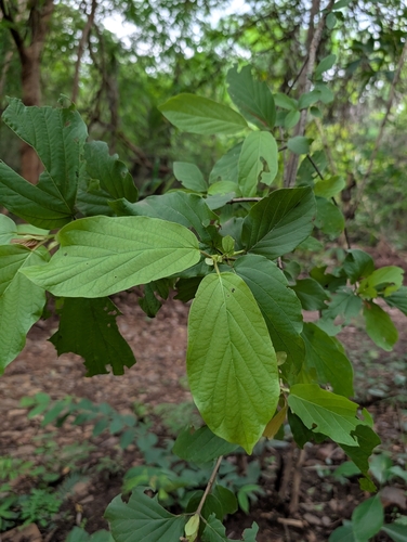 Mitragyna parvifolia, photograph 6