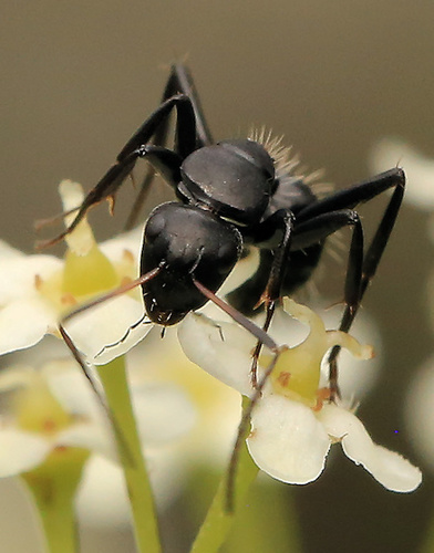 Hairy Sugar Ant photo 5