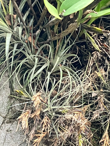 Tillandsia schiedeana, photograph 4