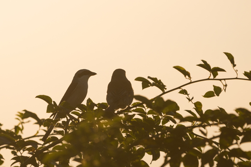 Red-backed Shrike