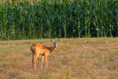European Roe Deer