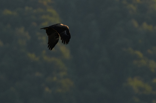 Lesser Spotted Eagle