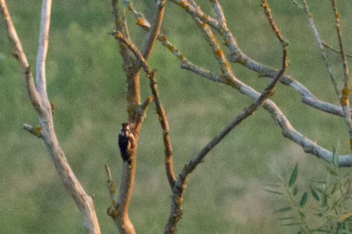 Great Spotted Woodpecker
