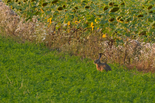 Brown Hare