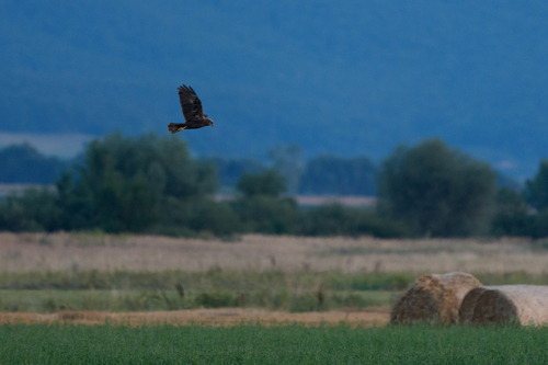 Eurasian Marsh Harrier