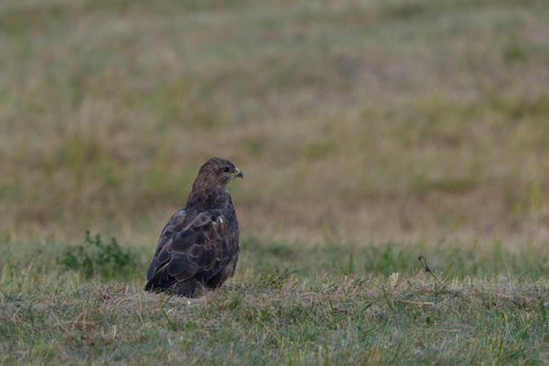 Common Buzzard