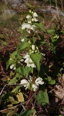 Lamium album
