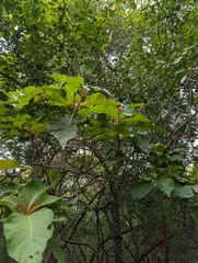 Hymenodictyon orixense