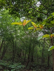 Hymenodictyon orixense, photograph (c) Ravuri Krishna Chaitanya, some rights reserved (CC BY)