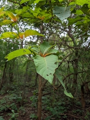 Hymenodictyon orixense, photograph (c) Ravuri Krishna Chaitanya, some rights reserved (CC BY)