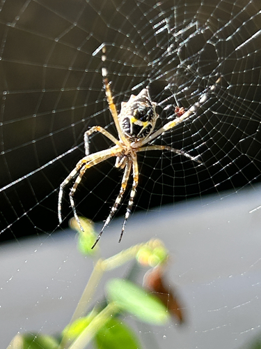 Silver Garden Orbweaver
