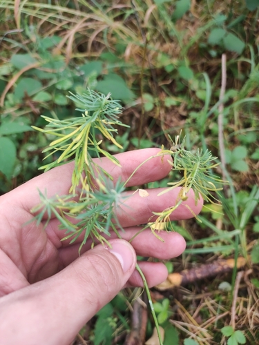 cypress spurge