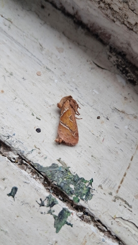 Orange Swift