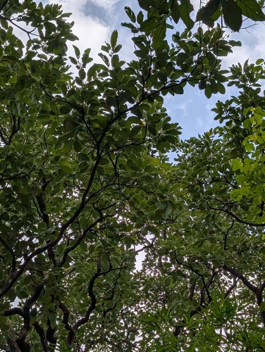 Terminalia bellirica