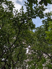 Terminalia bellirica