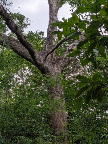 Terminalia bellirica, photograph 2