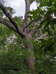 (c) Ravuri Krishna Chaitanya, some rights reserved (CC BY) Terminalia bellirica, photograph (c) Ravuri Krishna Chaitanya, some rights reserved (CC BY)