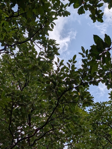 Terminalia bellirica, photograph 3