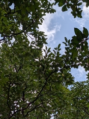 (c) Ravuri Krishna Chaitanya, some rights reserved (CC BY) Terminalia bellirica, photograph (c) Ravuri Krishna Chaitanya, some rights reserved (CC BY)