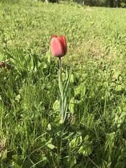 Tulipa gesneriana