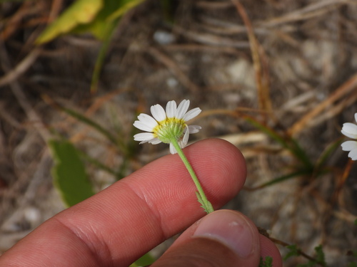 Cladanthus mixtus