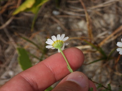 Cladanthus mixtus