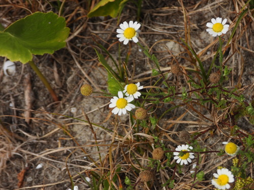 Cladanthus mixtus, photograph 1