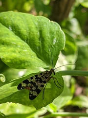 Panorpa meridionalis