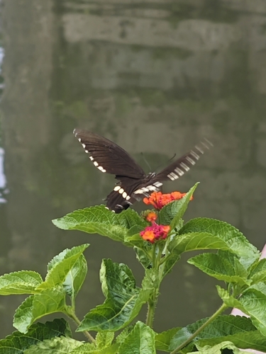 Common Mormon Swallowtail