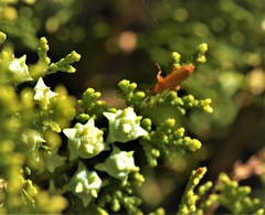 Rhagonycha fulvaliena