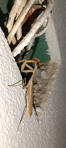Mediterranean Mantis