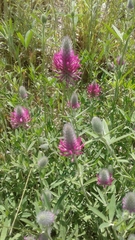 Trifolium purpureum