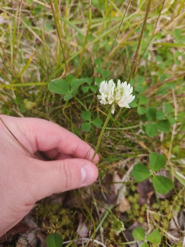 white clover