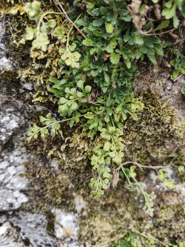 Asplenium ruta-muraria ruta-muraria