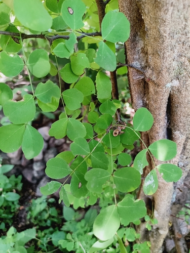 Haematoxylum brasiletto, photograph 4