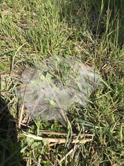 Agelena labyrinthica