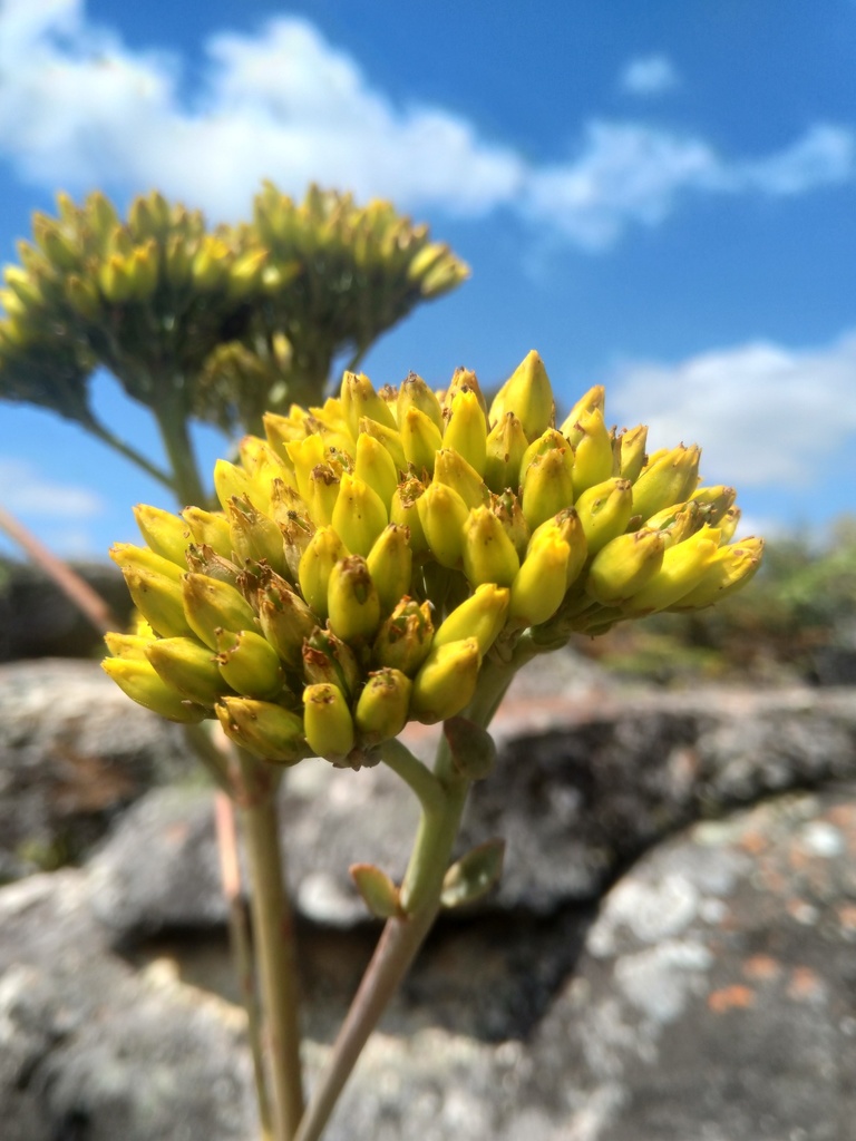 Kalanchoe salazarii
