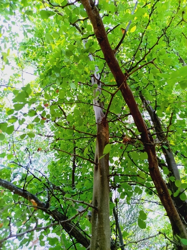 Haematoxylum brasiletto, photograph 5
