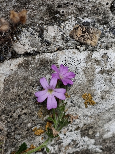 Fairy Foxglove