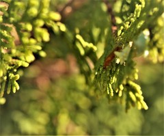 Rhagonycha fulvaliena