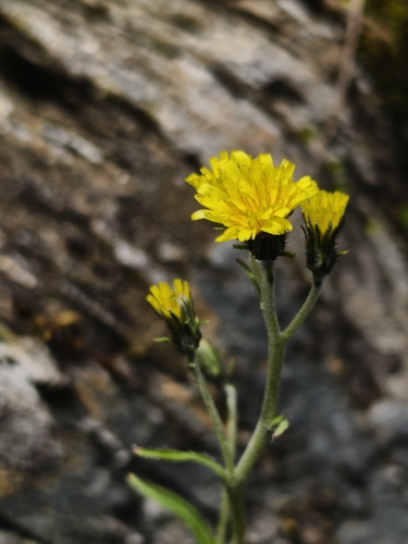 Hieracium morii observed 2026-08-18