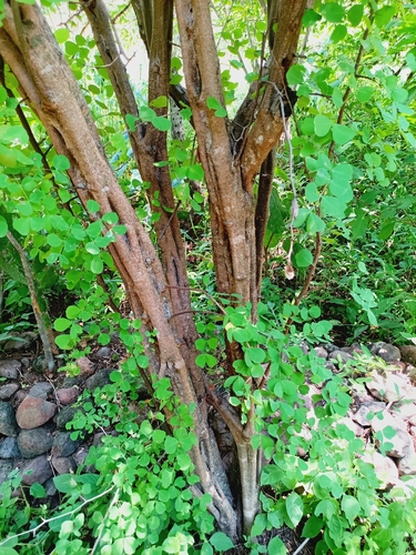 Haematoxylum brasiletto, photograph 6