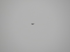 Fringilla coelebs gengleri