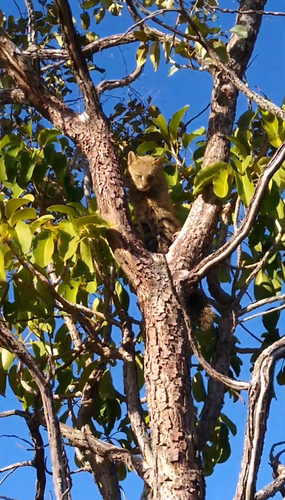 Pantanal Cat