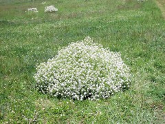 Crambe tataria