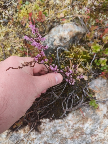 common heather