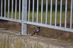 Phoenicurus ochruros